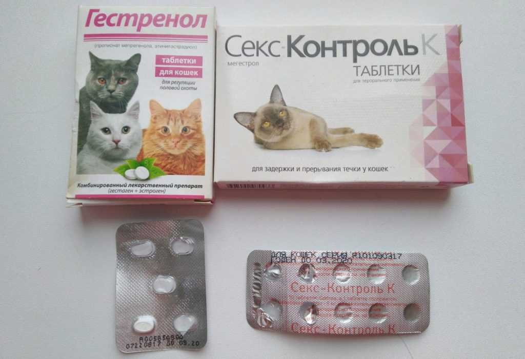 Узнают ли кошки своих хозяев после разлуки? - psychbook.ru