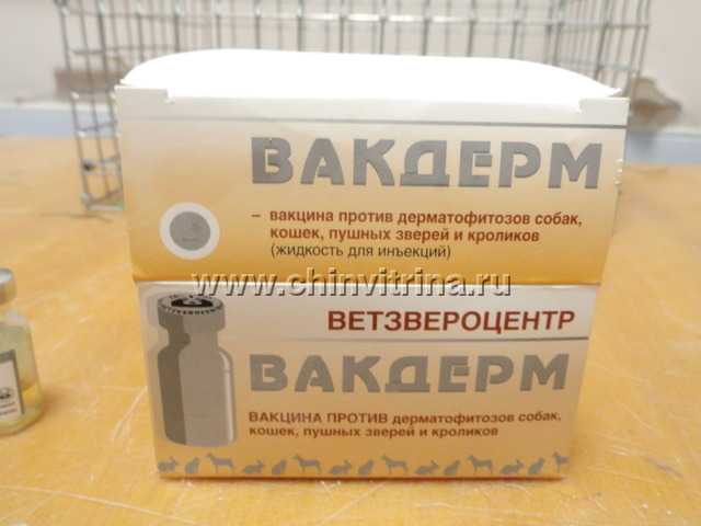Что делать если у шиншиллы запор: симптомы, лечение, профилактика
