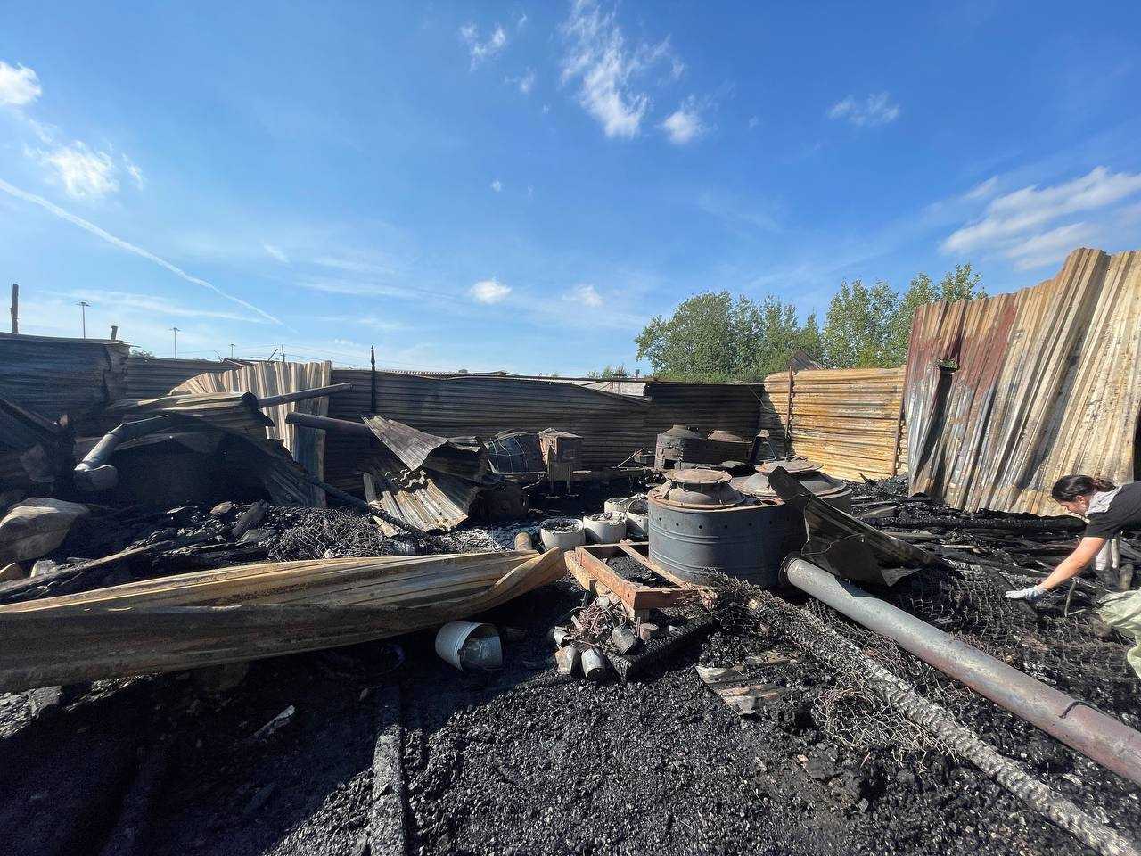 Собака часто пускает газы, лечение метеоризма и урчания в животе