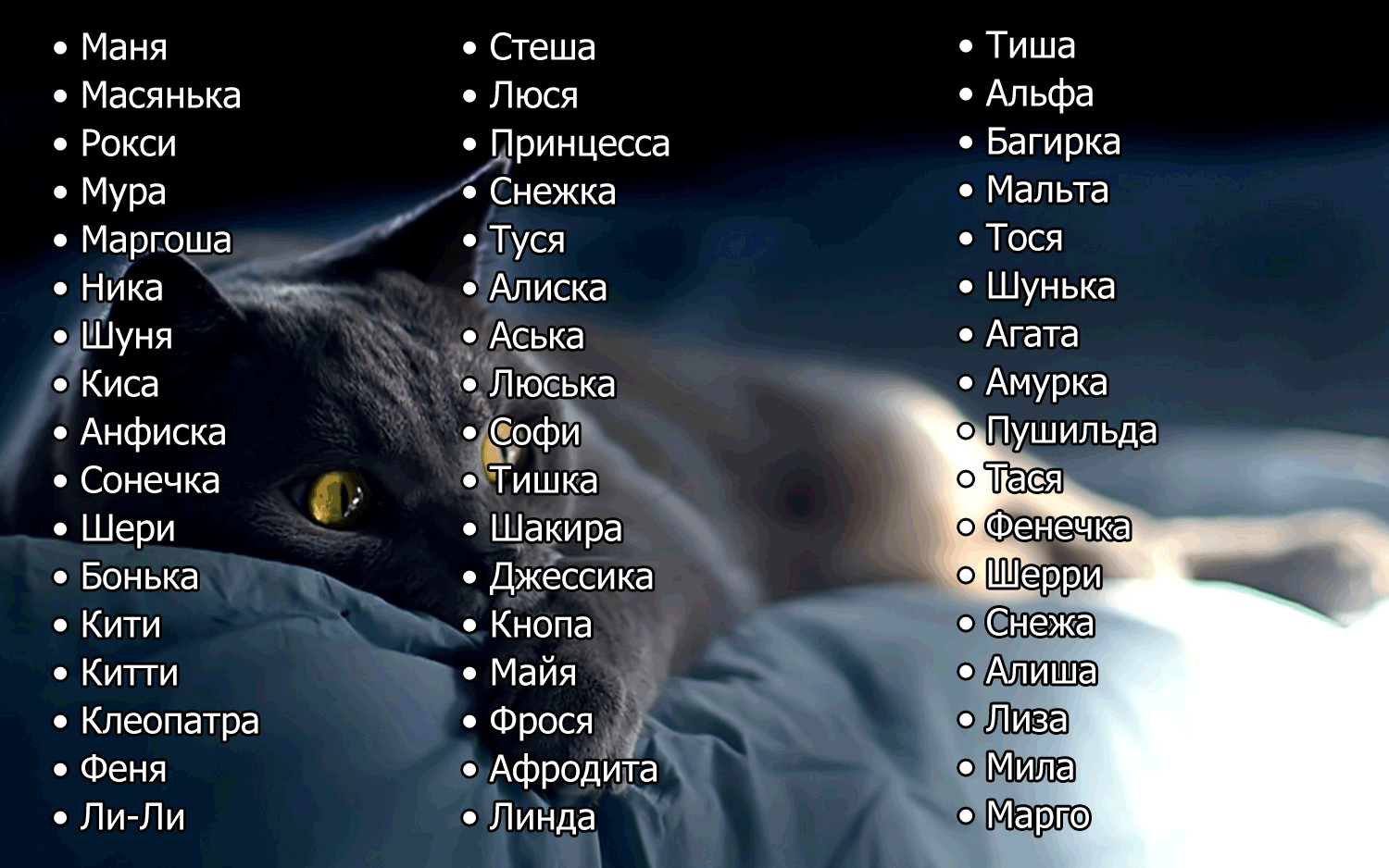 Японские клички: имена для котов и кошек