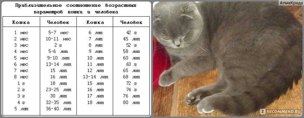 До какого возраста кошка может рожать котят