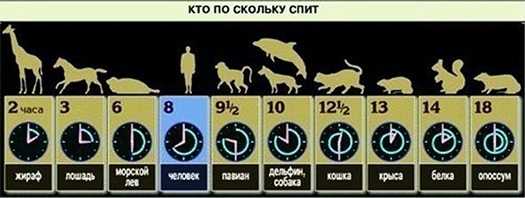 Сколько спят собаки в сутки: стадии сна, возраст и режим дня питомца