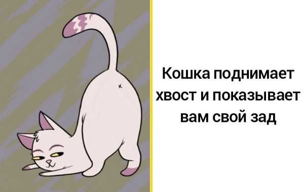 О чем "говорит" кошачий хвост: разбираем все положения