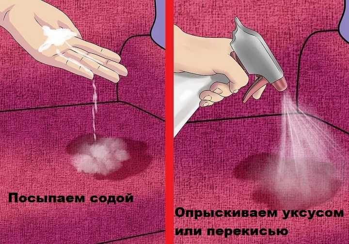 Почему кошка гадит на кровать: причины и методы борьбы с дурными наклонностями, что делать, чтобы кот не писал на мебель