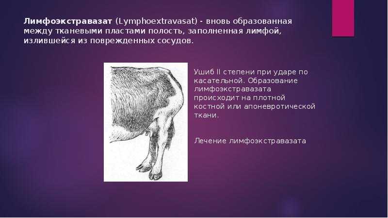 Лимфоэкстравазат у кошек как лечить в домашних условиях