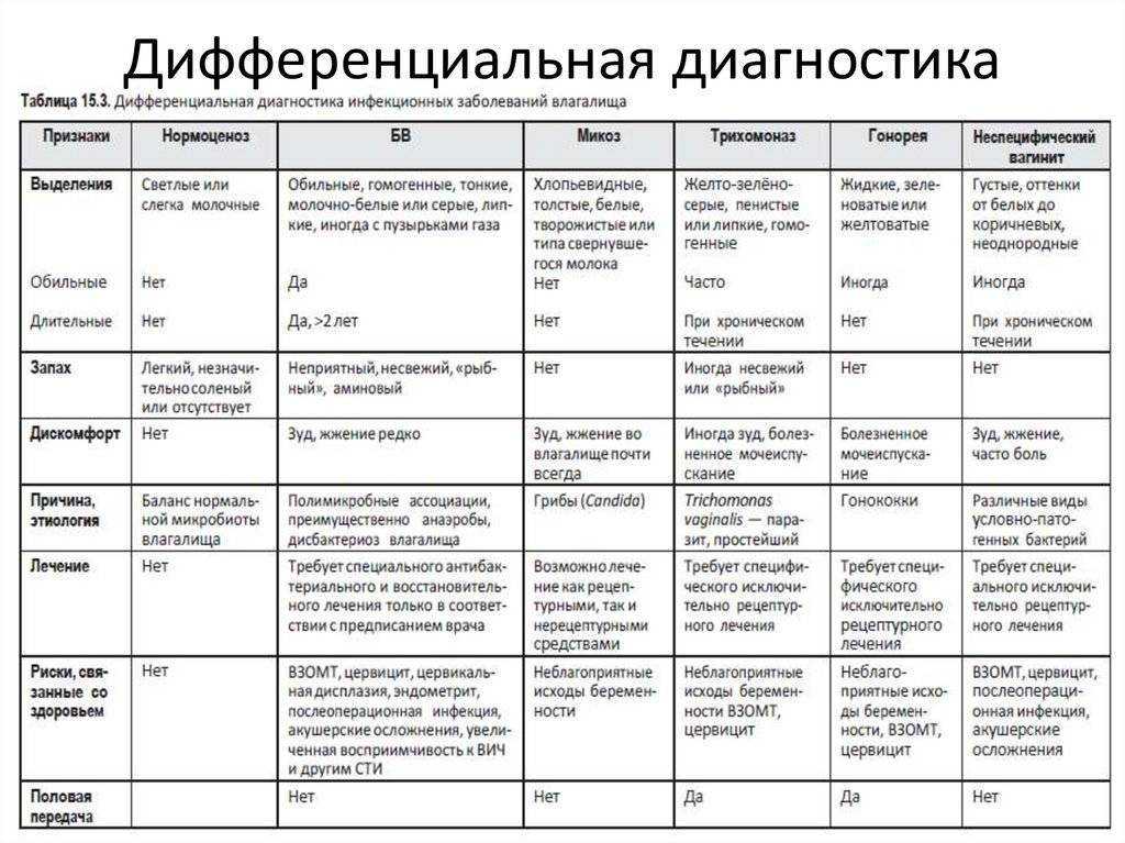Охд у шотландских кошек – как распознать и лечить заболевание?