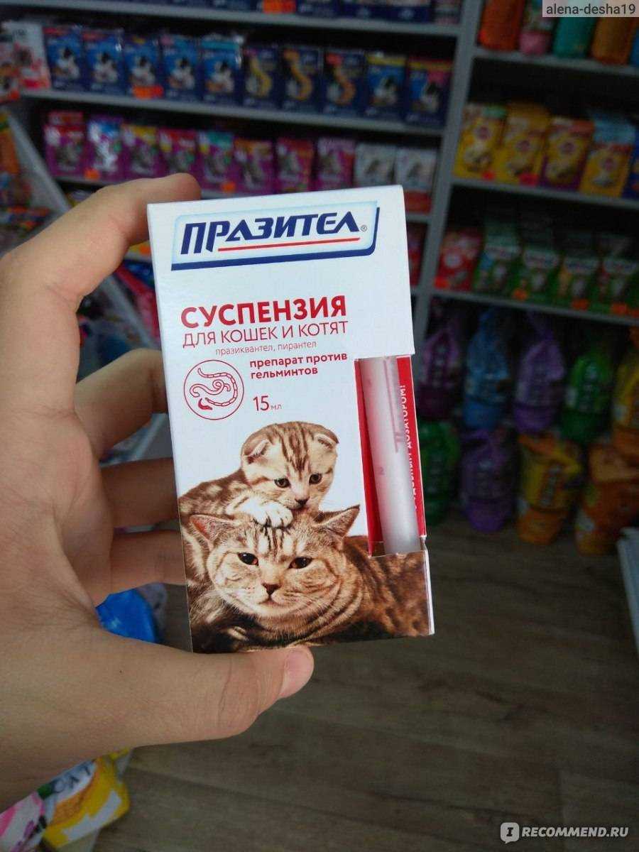 Празител для кошек и котят: инструкция по применению