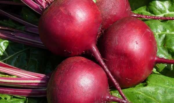 Чем кормить морскую свинку? какие продукты давать можно, а какие нельзя?