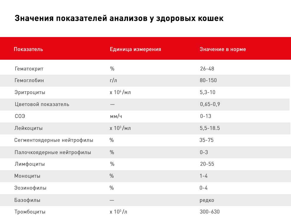 Анализ крови у кошек: общие сведения и расшифровка результатов_ | wwwcat.ru