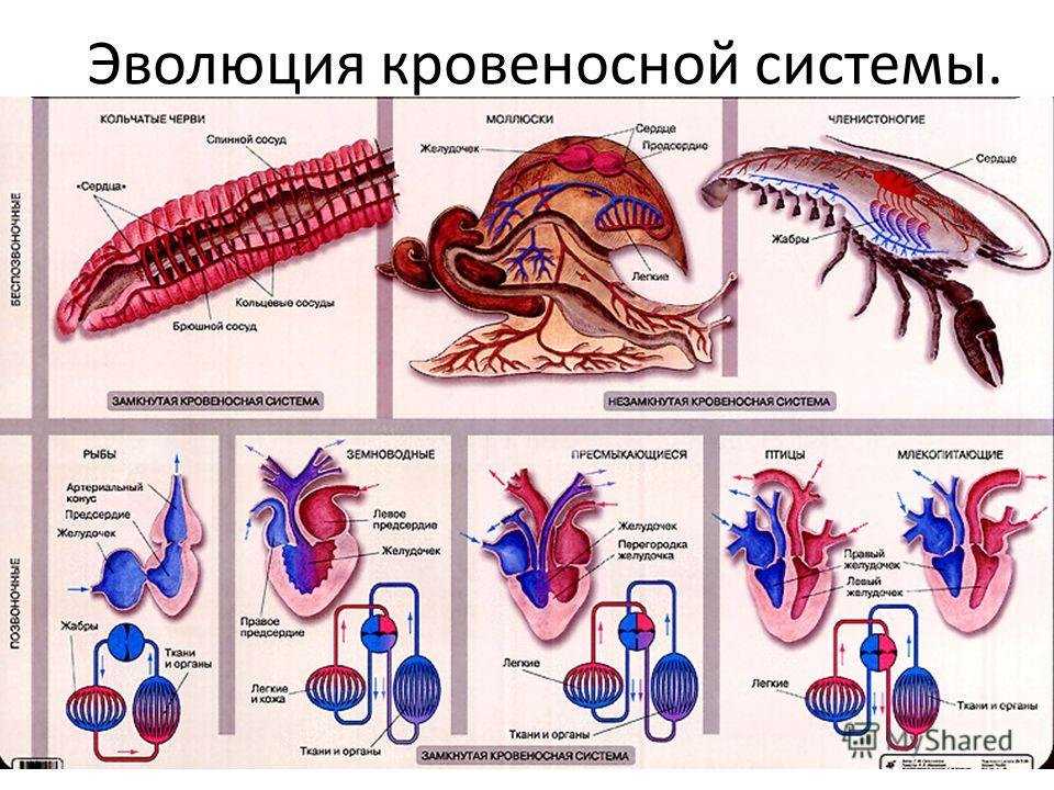 Тест по биологии на тему "класс птицы" (7 класс)