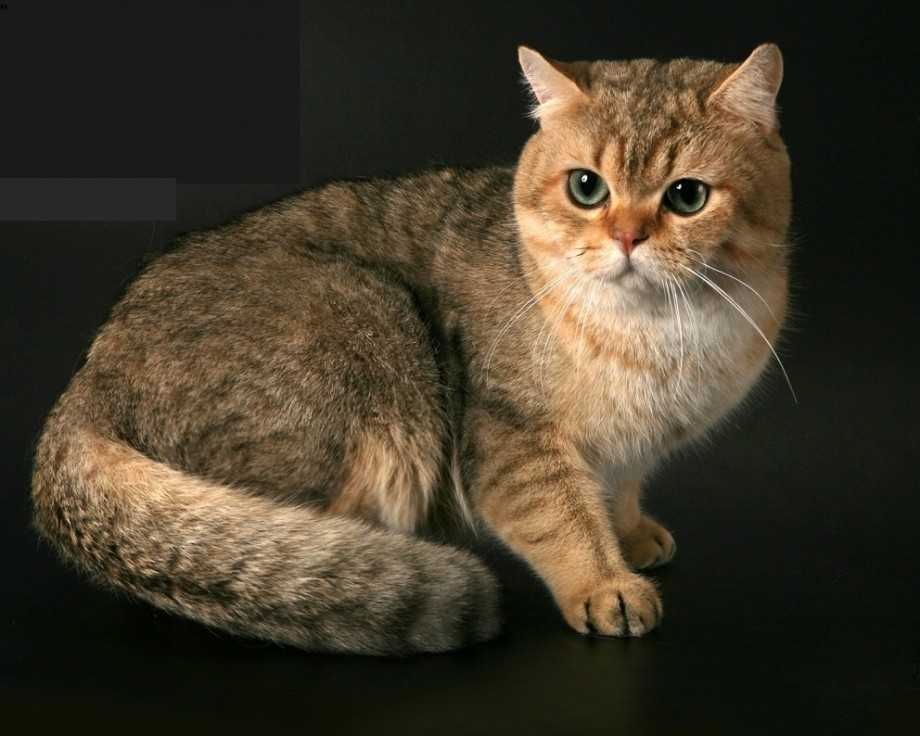 Новые породы кошек с фотографиями и названиями