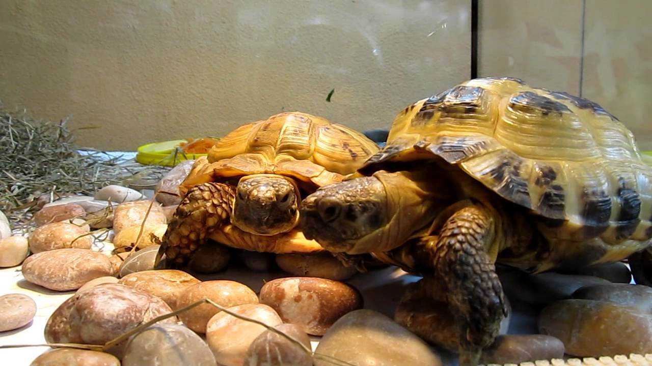 Чем кормить сухопутную черепаху в домашних условиях: правила кормления, что ест