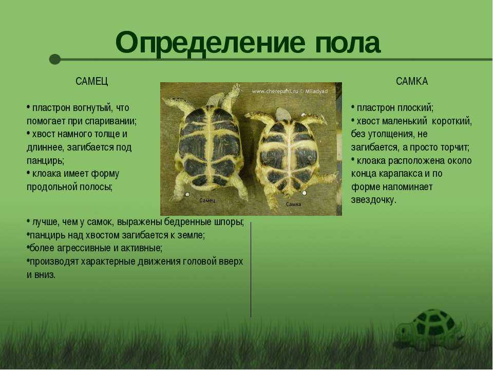 Сколько лет живут красноухие черепахи в домашних условиях