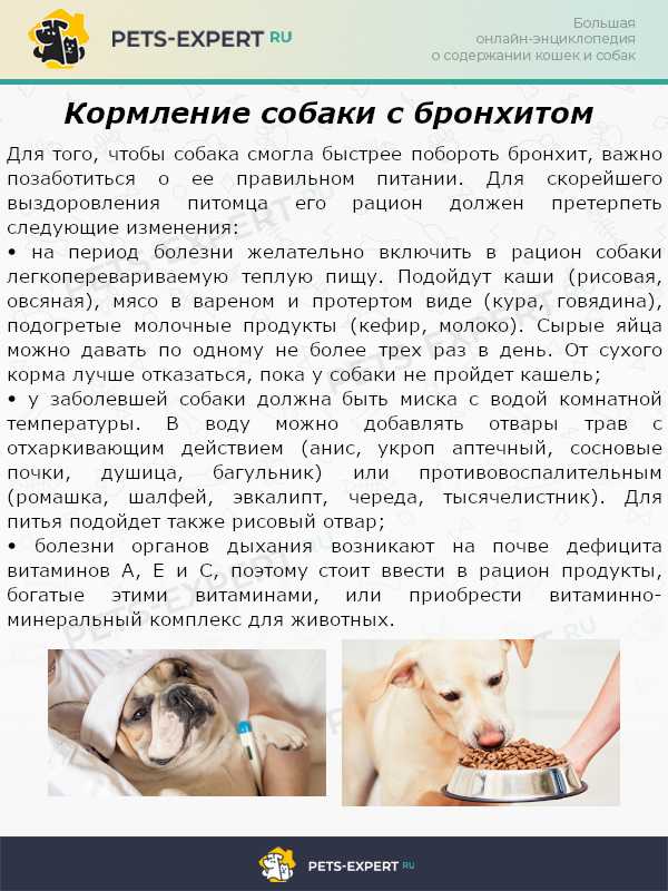 Учащенное дыхание у собаки: показатели нормы и отклонения