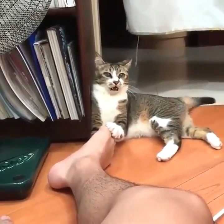 7 причины почему кошка лижет человека