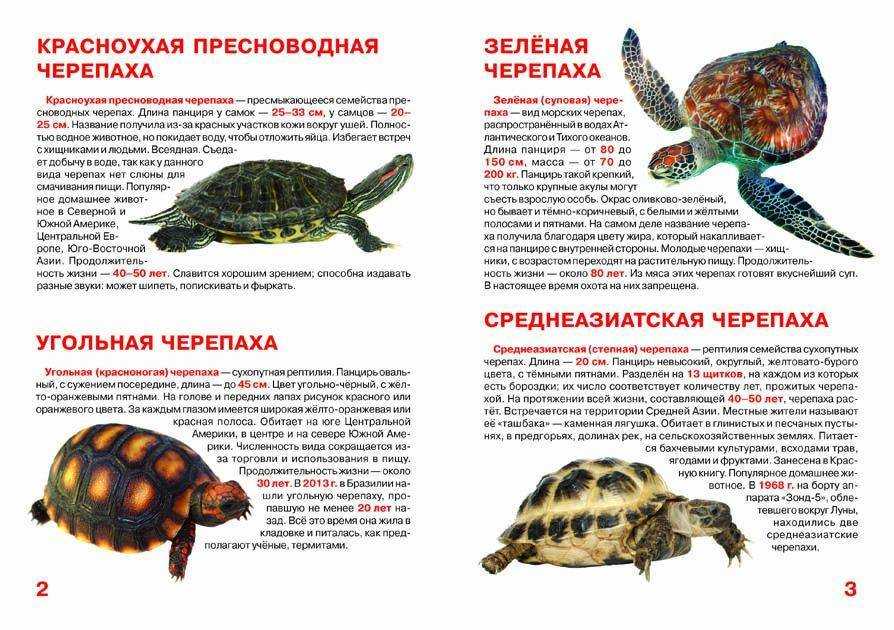 Какие виды черепах с фото, проживающие на территории России, попали в Красную Книгу Какие еще виды с фото морских, пресноводных и сухопутных черепах занесены в Красную Книгу