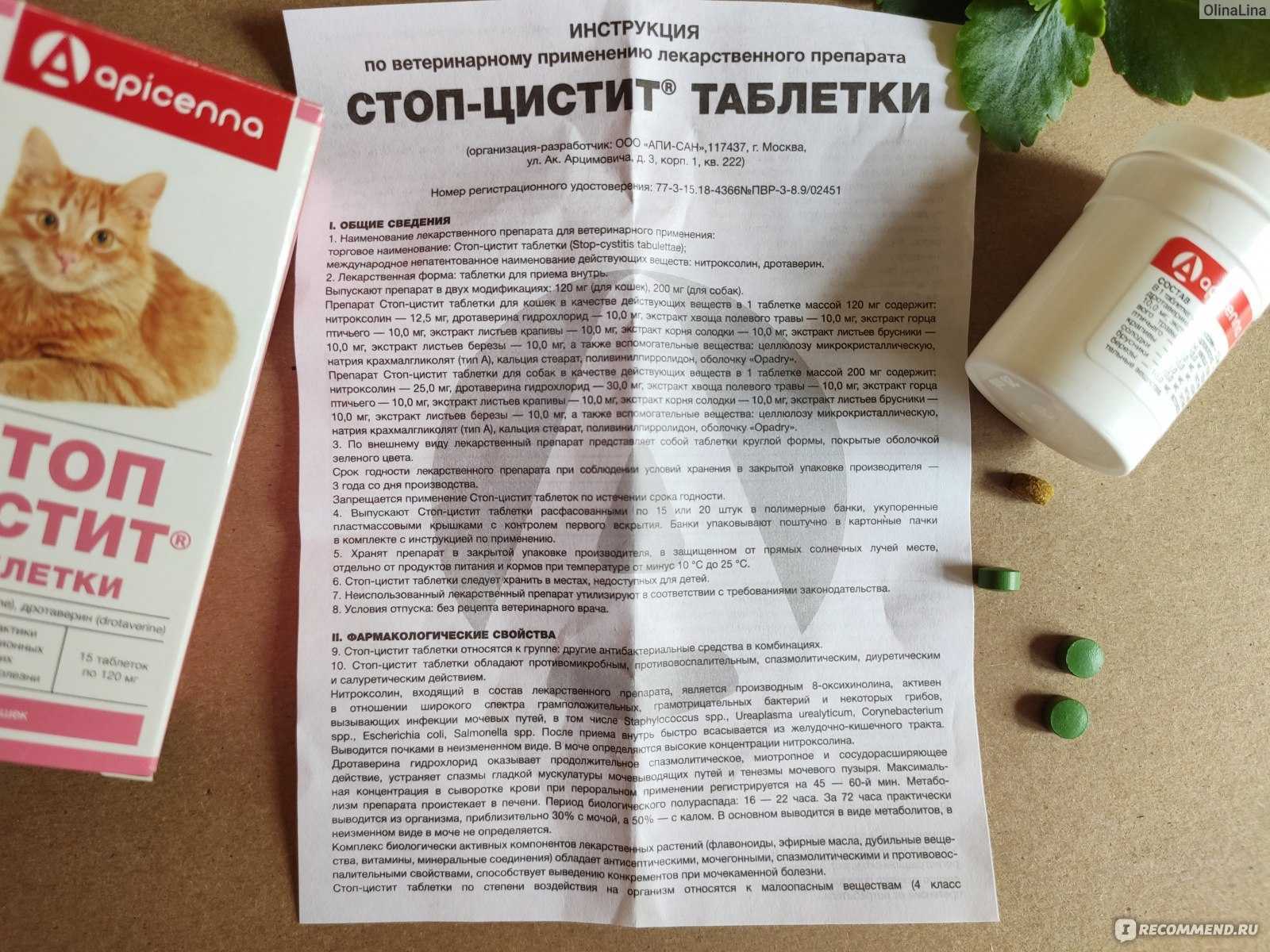 Причины крови в моче у кошки: патологические и естественные факторы, первая помощь и лечение