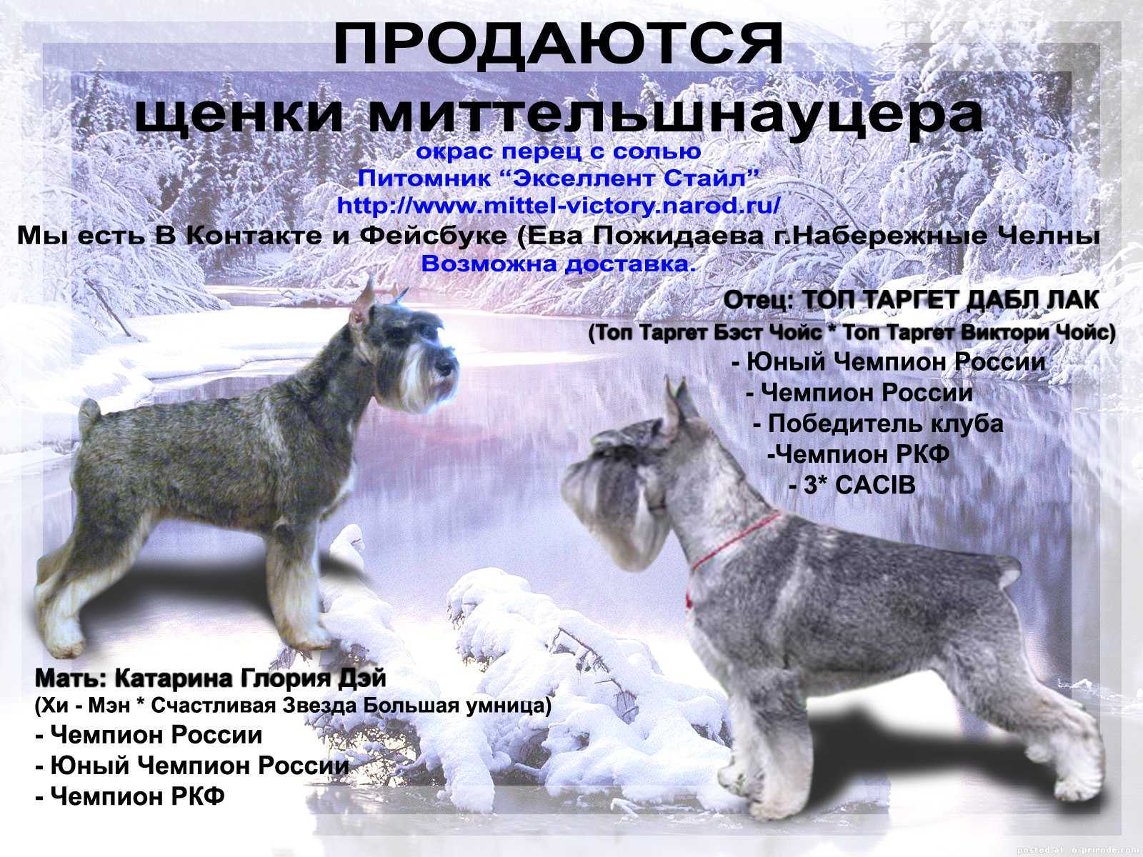 Миттельшнауцер (стандартный шнауцер) фото, стрижка, описание породы, отзывы, видео, уход