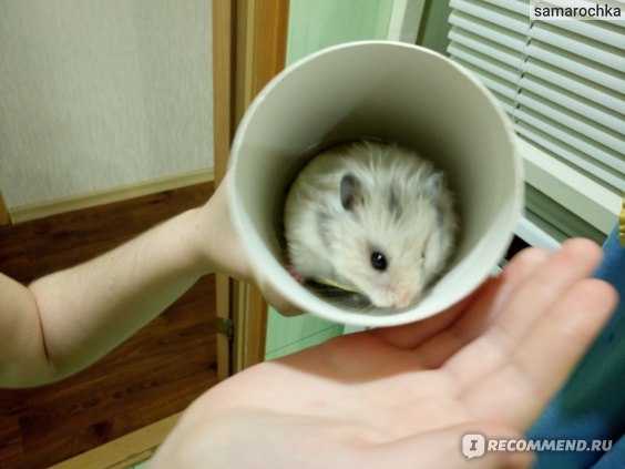 Чем мыть клетку хомяка от запаха
