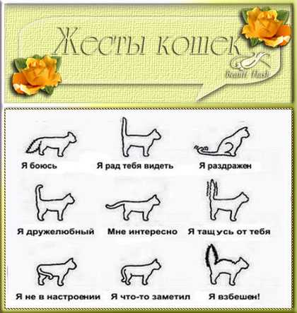 Если кошка поджимает хвост, то это явный признак проблемы. наблюдаем и выясняем причину
