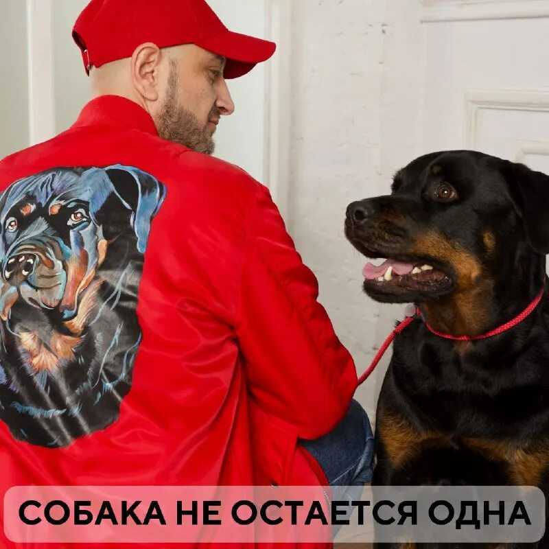 Опасность рядом: почему собака скулит и как ее отучить?