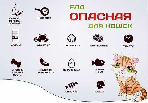 3 причины почему кошка после родов не ходит в туалет