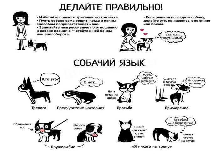 Понимают ли собаки, что мы им говорим