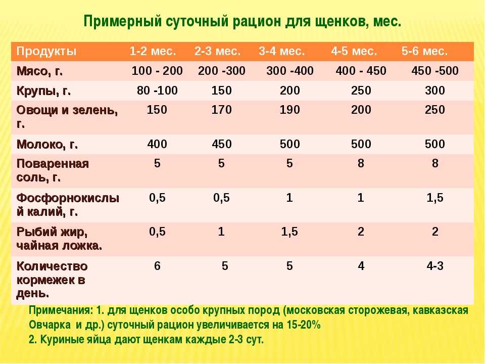 Наиболее значимые отличия кормления цвергшнауцера от других пород