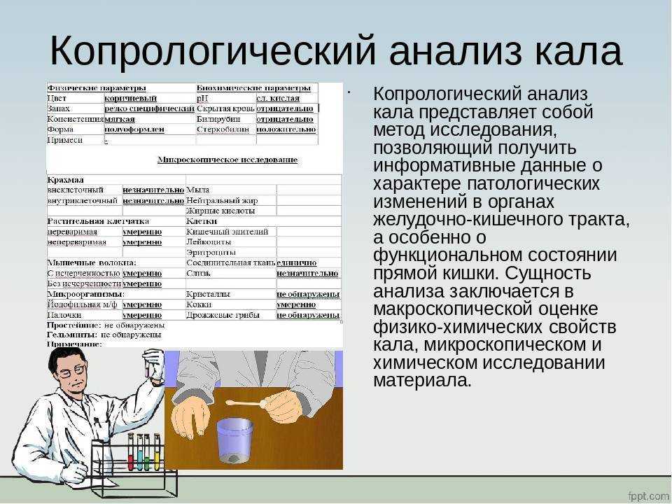 Основные виды трематод у кошек: общие сведения и лечение_ | wwwcat.ru