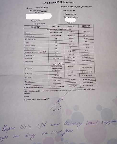 Анализ мочи у собаки бактерии кокки. симптомы и диагностика. симптомы наличия стафилококкового поражения