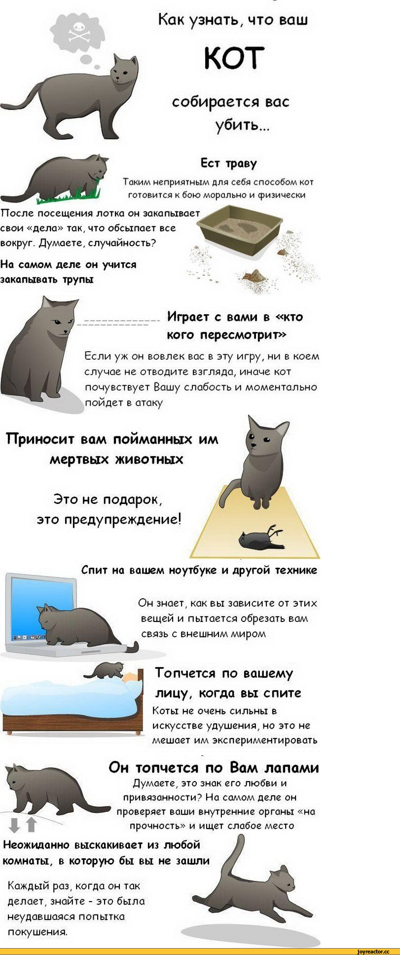 Как умирают кошки, как понять, что это происходит, почему они уходят из дома в этот момент