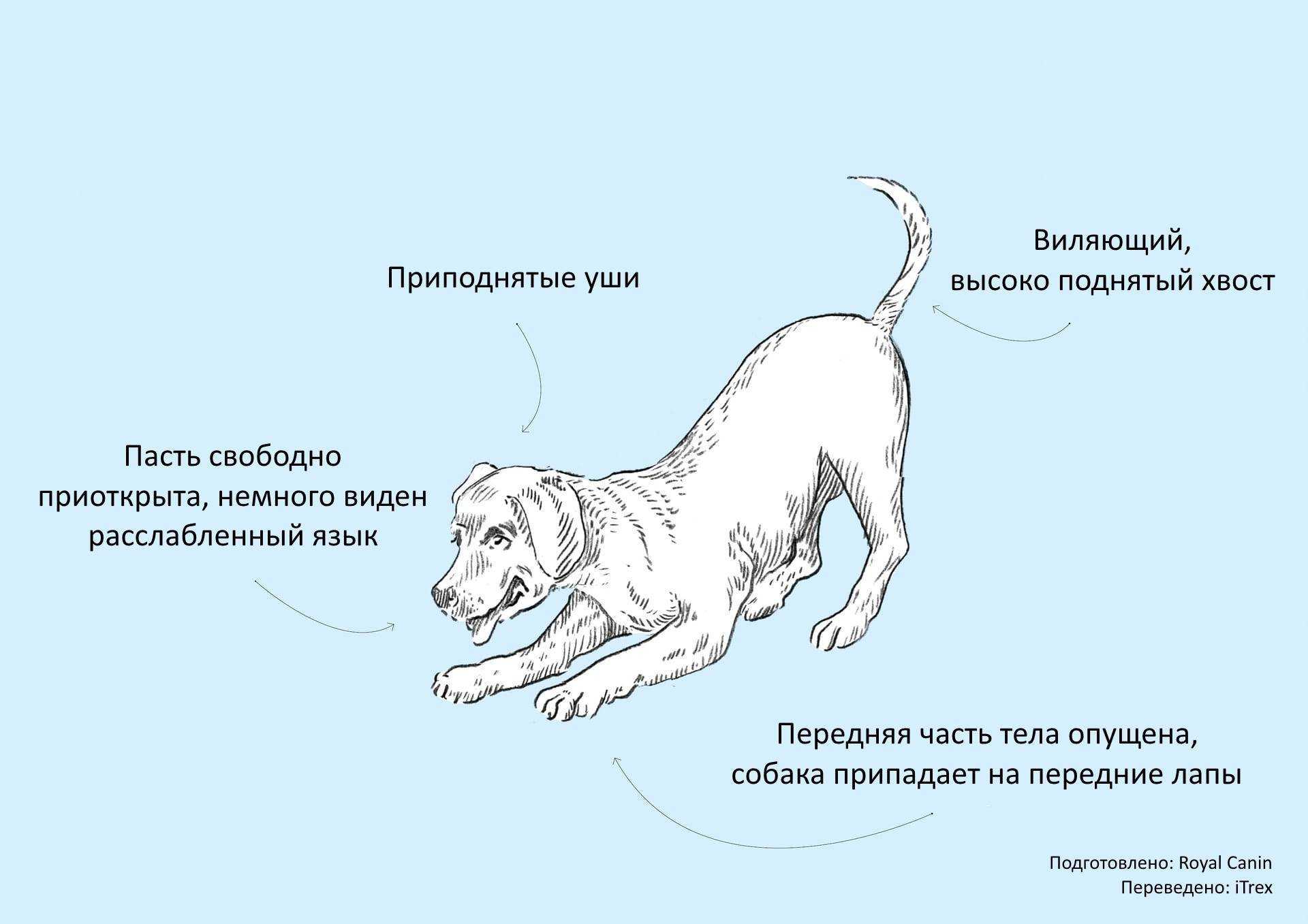 Почему собака поджимает хвост: испуг или заболевание?
