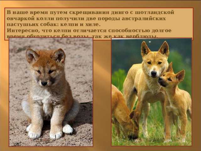 Собака динго