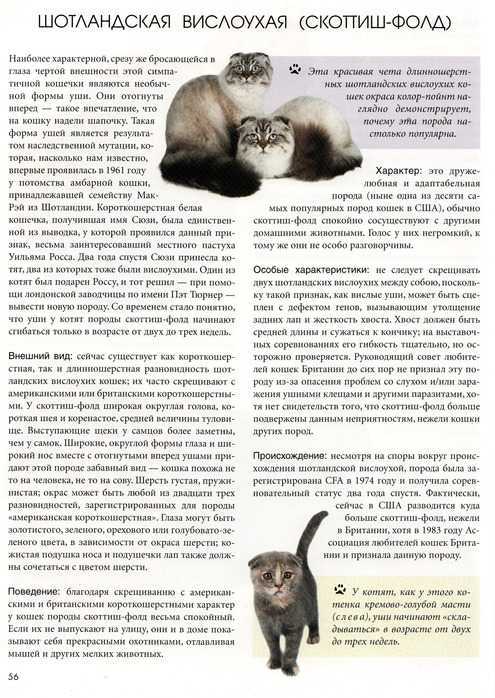 Чем кормить шотландского вислоухого котенка - полезные советы