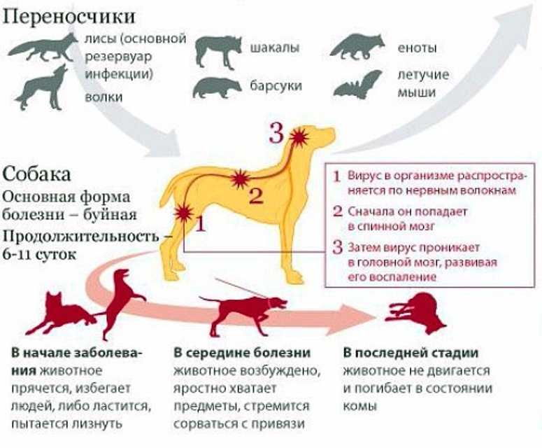 Прививка от бешенства собаке: когда делать, подготовка, реакция, вакцины