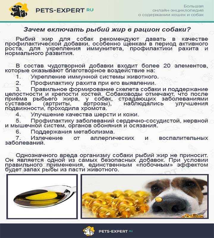 Можно ли собакам рыбу: соленую, сырую и вареную, особенности кормления речной и морской рыбой