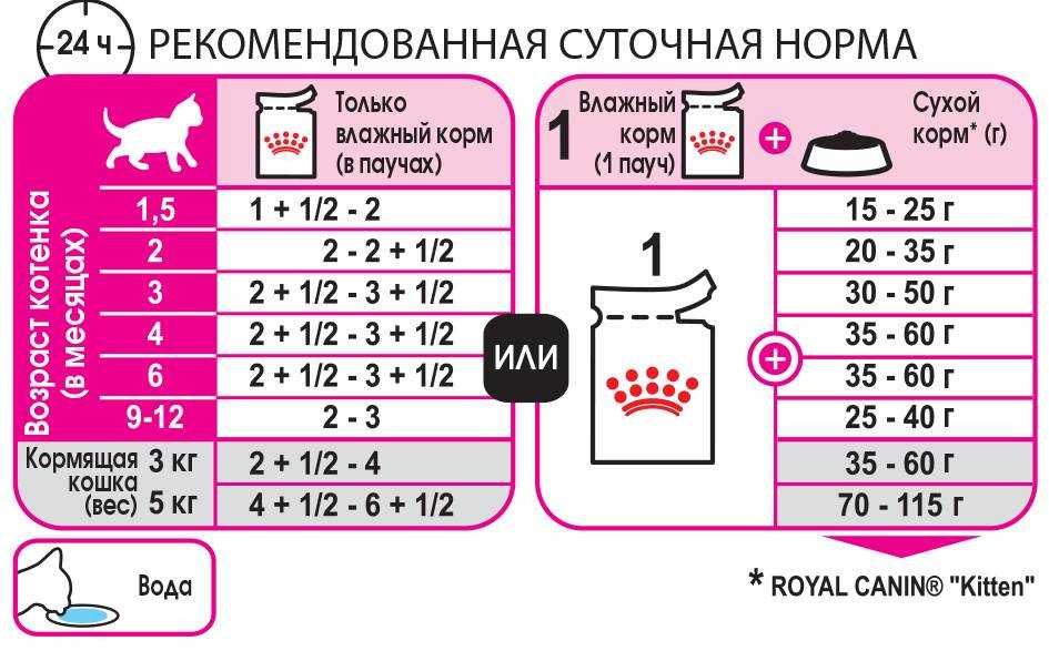Можно ли кошке давать сметану, кот сметанный