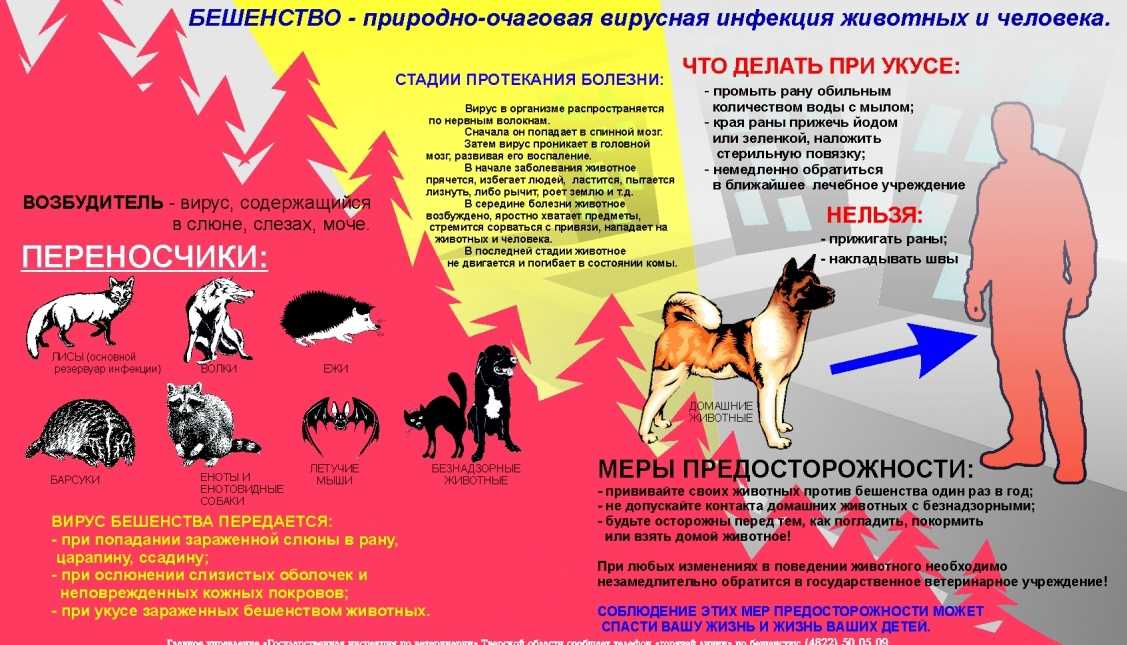 Бешенство у собак: как проявляется, инкубационный период и лечение