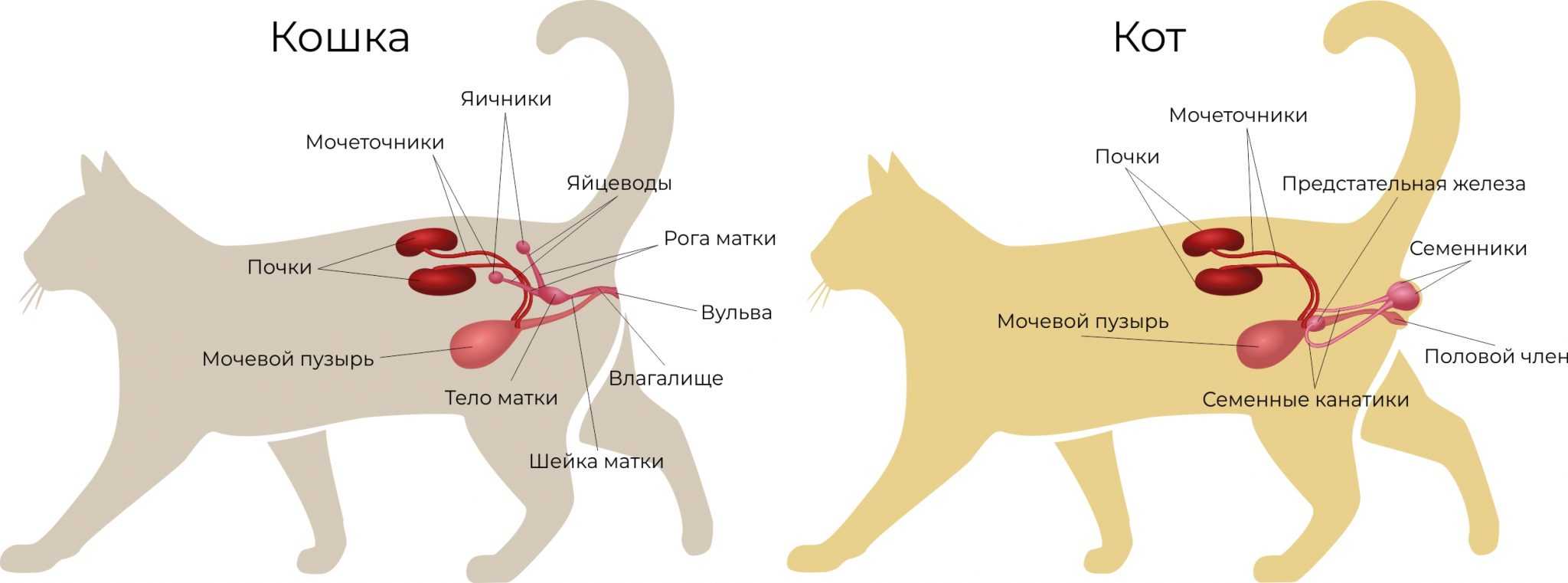 Кошка после стерилизации