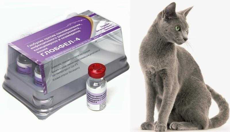 Иммунодефицит у кошек (fiv) — смертельно опасная инфекция | звери дома