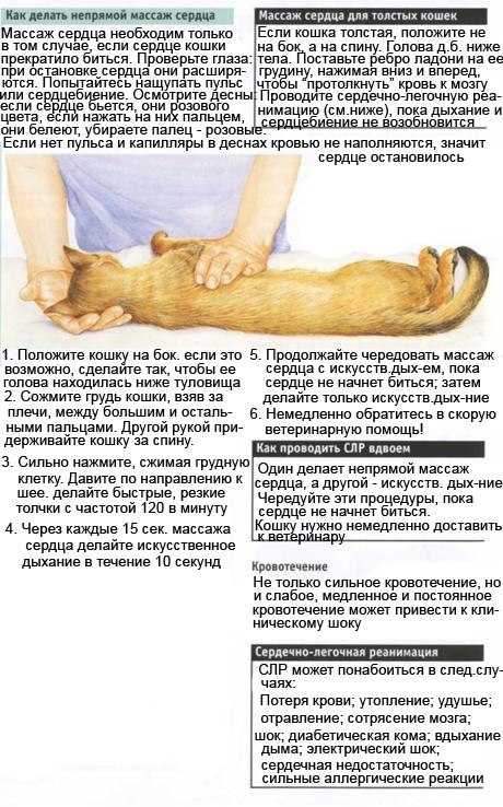 Возможные причины дыхания животом у кошек | мир кошек
возможные причины дыхания животом у кошек | мир кошекмир кошек