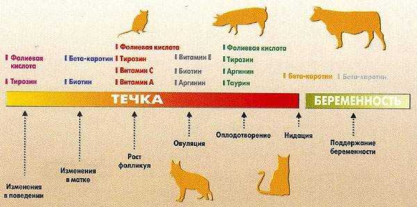 Первая течка у собаки: возраст и фазы