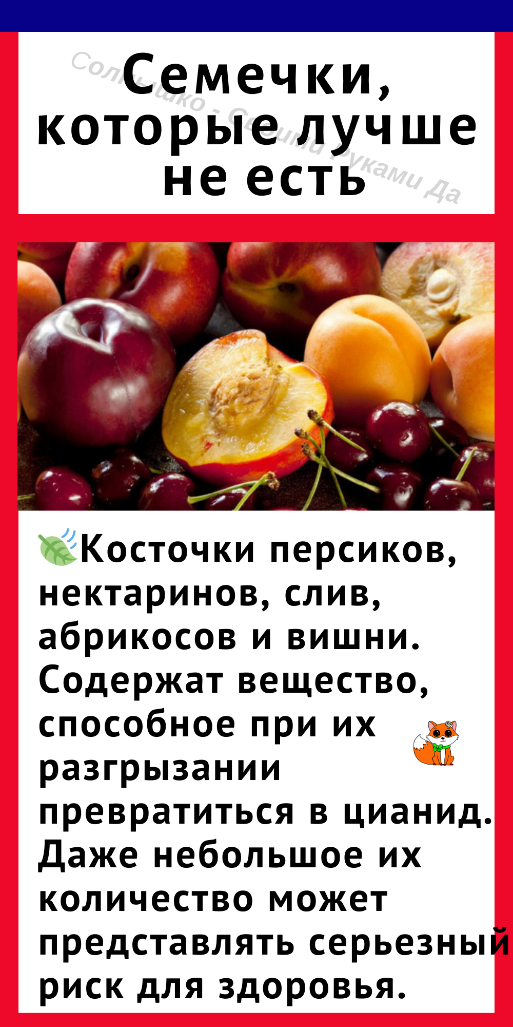 Можно ли кошкам давать семечки