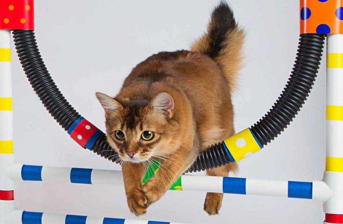 Как научить кота приносить тапочки - это реально!