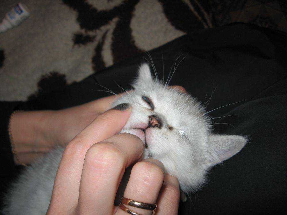 У котенка закислились глаза
