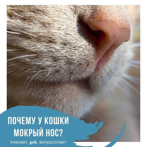 Почему у кошки сухой нос