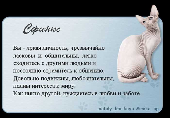 Что такое течка у кошки – описание периода половой активности домашних питомцев