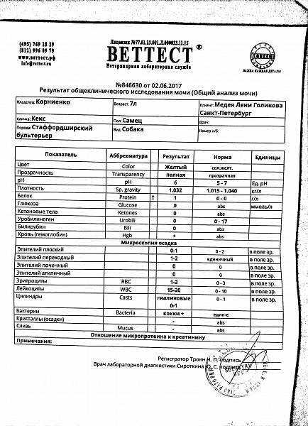 По его результатам судят о здоровье мочевыделительной системы и организма в целом Одним из самых тревожных показателей выступают кокки в моче у кота Обнаружение большого их числа свидетельствует о развитии острого воспалительного процесса