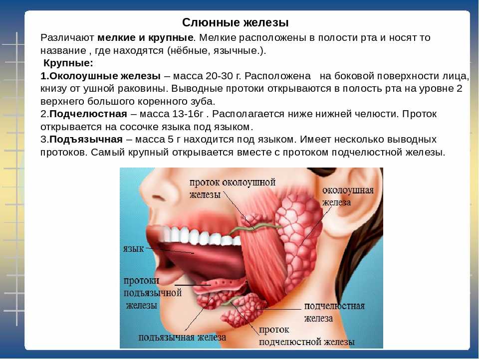 Воспаление слюнной железы симптомы лечение у кошек