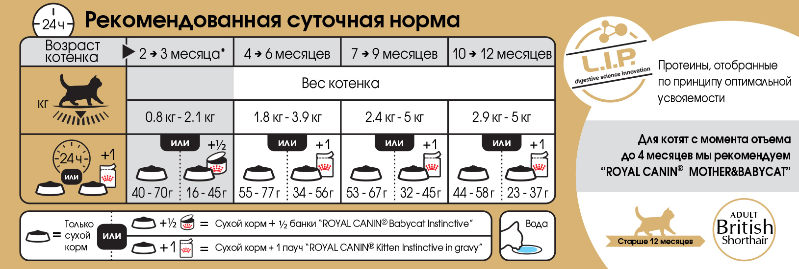 Можно ли давать сметану котятам